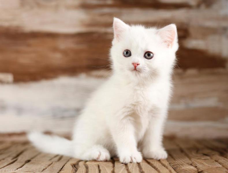 فروش گربه اسكاتیش وبلاگ خودرو