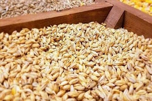 خرید ۱۵۰۰ تن گندم در گرمسار