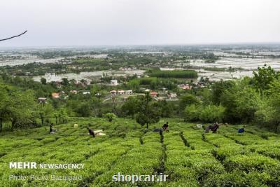 رشد ۷۷ درصدی صادرات چای ایرانی