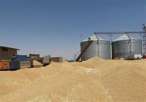 خرید بیش از ۴۸۷ هزار تن گندم در لرستان